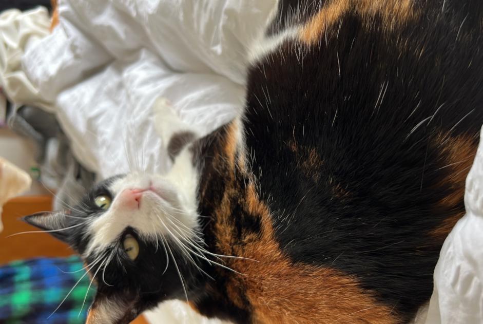 Alerte Disparition Chat Femelle , 12 ans Morges Suisse
