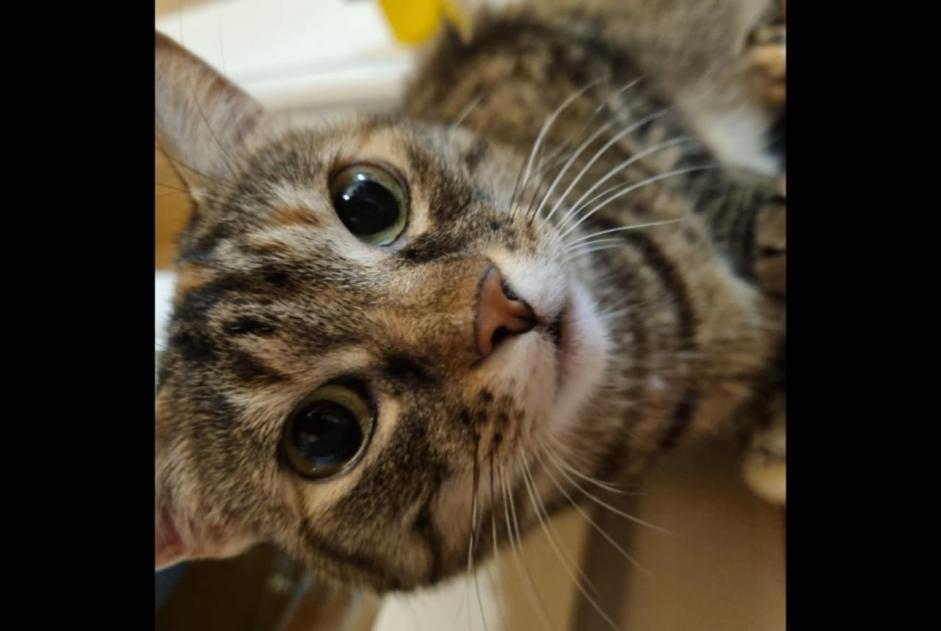Alerte Disparition Chat Femelle , 8 ans Collonges Suisse