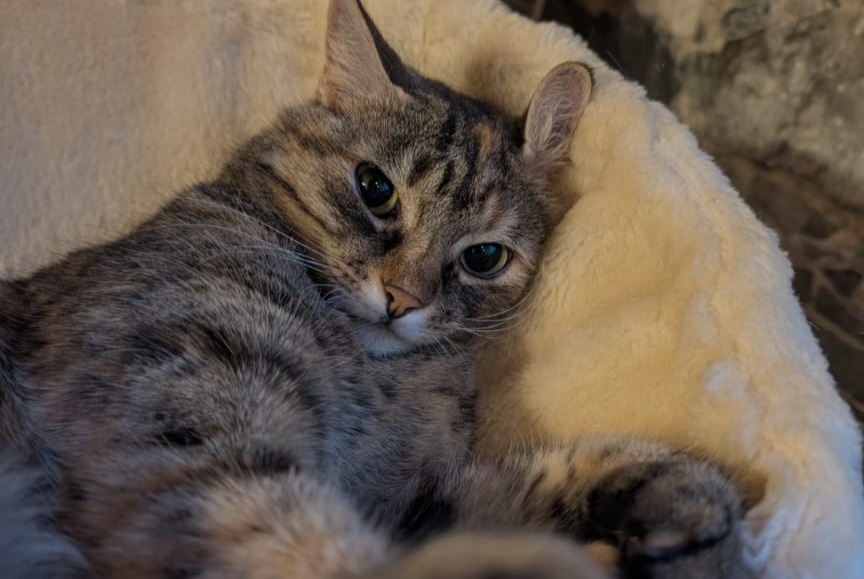 Alerte Disparition Chat Femelle , 8 ans Collonges Suisse
