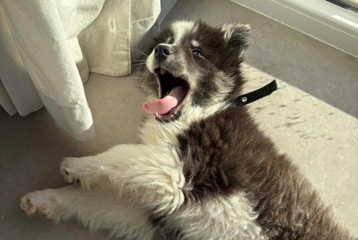Alerte Disparition Chien croisement Mâle , 0 ans Aywaille Belgique