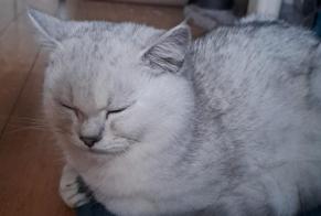 Alerte Disparition Chat  Mâle , 1 ans Kerzers Suisse