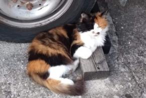 Alerte Disparition Chat  Femelle , 11 ans Lonay Suisse