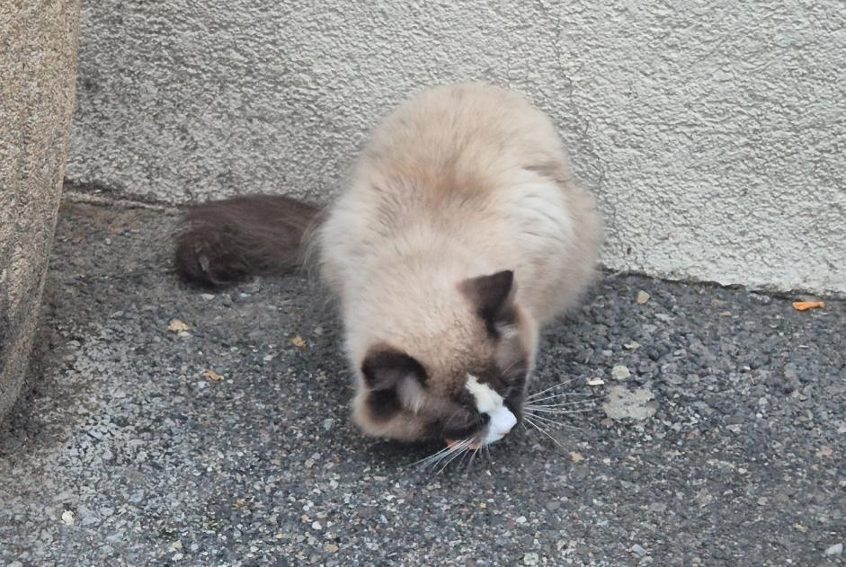 Alerte Découverte Chat  Inconnu Collonge-Bellerive Suisse