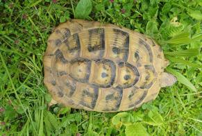 Alerte Découverte Tortue Inconnu Delémont Suisse