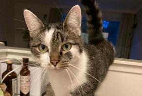 Alerte Disparition Chat  Mâle , 4 ans Mechelen Belgique