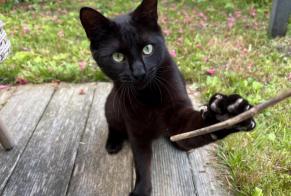 Alerte Découverte Chat Mâle Noville Suisse