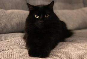 Alerte Disparition Chat Mâle , 7 ans Cortaillod Suisse