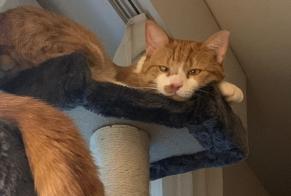 Alerte Disparition Chat croisement Mâle , 4 ans Lausanne Suisse