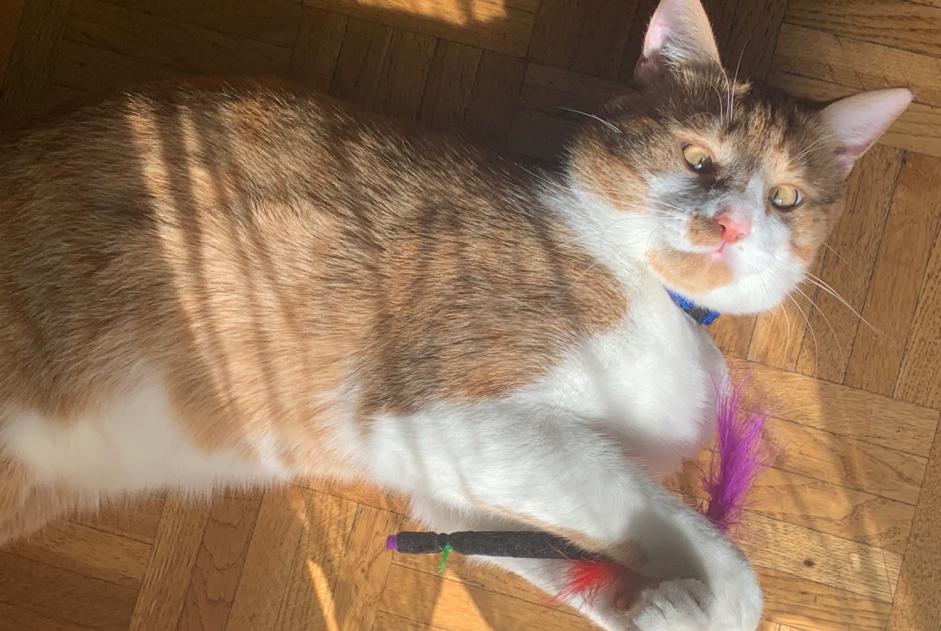 Alerte Disparition Chat croisement Mâle , 4 ans Lausanne Suisse