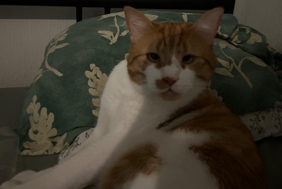 Alerte Disparition Chat croisement Mâle , 4 ans Lausanne Suisse