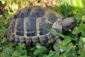 Alerte Disparition Tortue Femelle , 2025 ans Lausanne Suisse