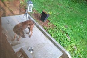 Alerte Découverte Chien Inconnu Blonay - Saint-Légier Suisse