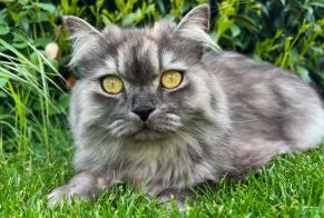 Alerte Disparition Chat  Mâle , 4 ans Saint-Prex Suisse