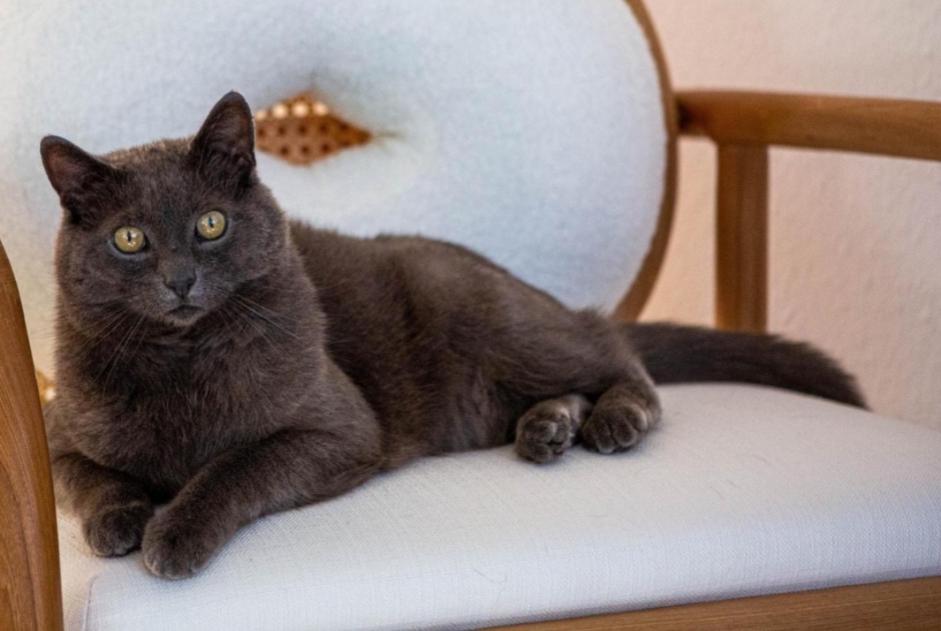 Alerte Disparition Chat Mâle , 13 ans Morges Suisse