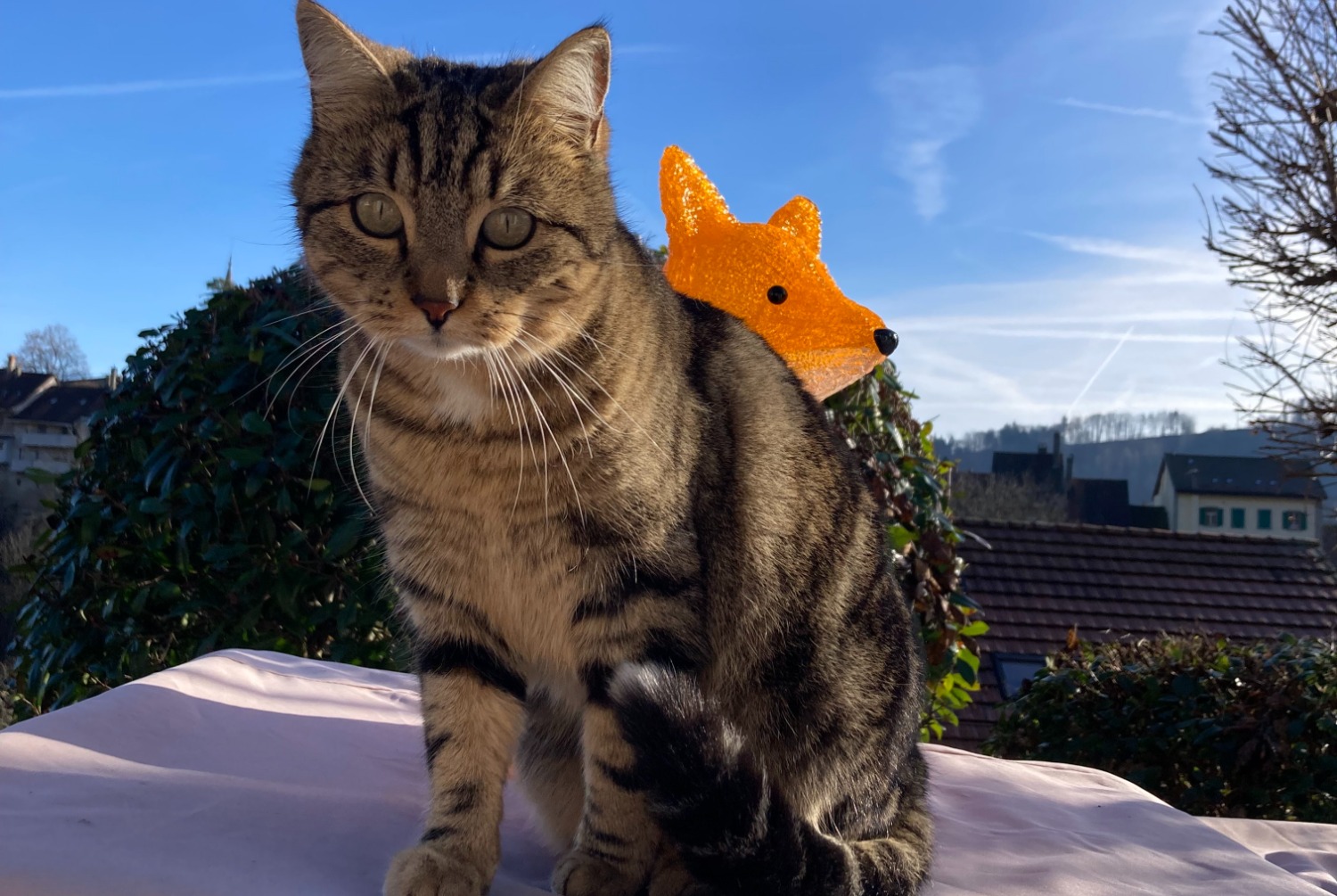 Alerte Disparition Chat croisement Femelle , 6 ans Moudon Suisse