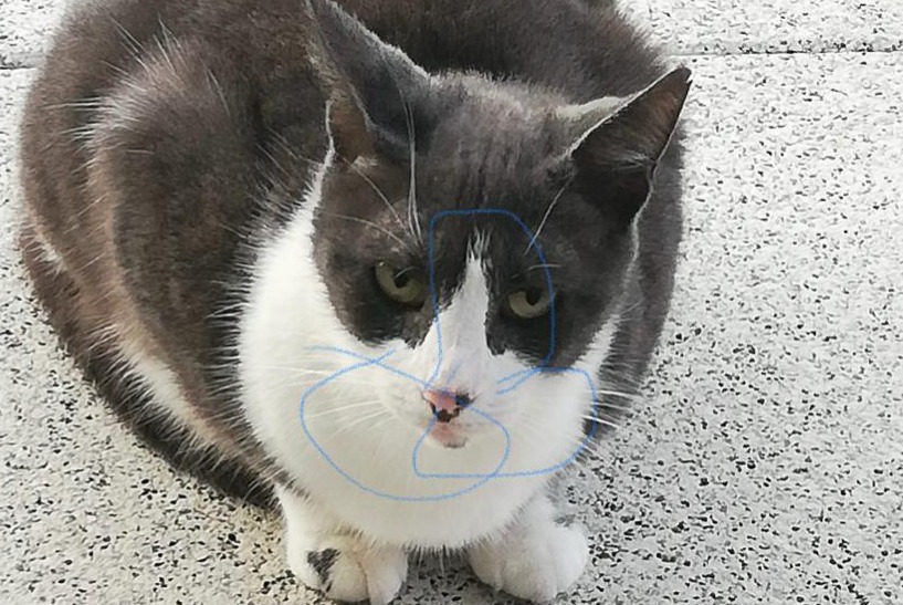 Alerte Disparition Chat Femelle , 53 ans Port-Valais Suisse