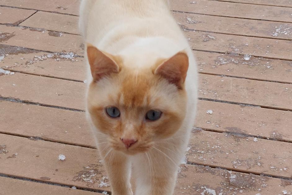 Alerte Disparition Chat croisement Mâle , 3 ans Puidoux Suisse