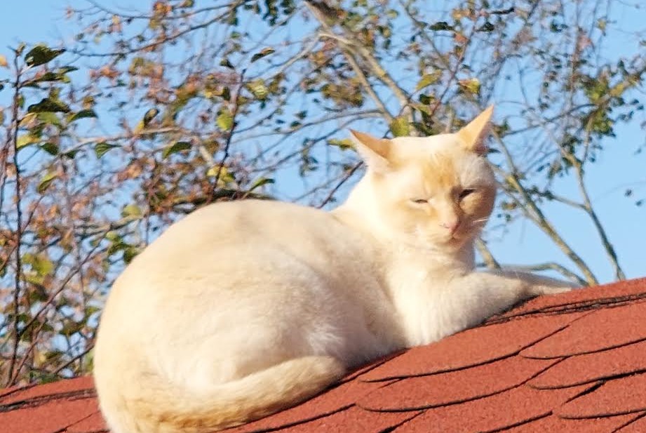 Alerte Disparition Chat croisement Mâle , 3 ans Puidoux Suisse