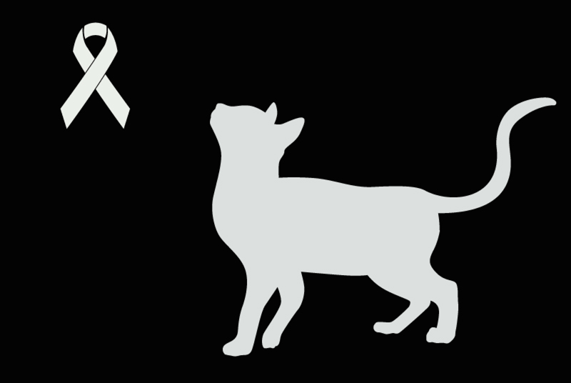 Alerte Découverte Chat Inconnu Belfaux Suisse