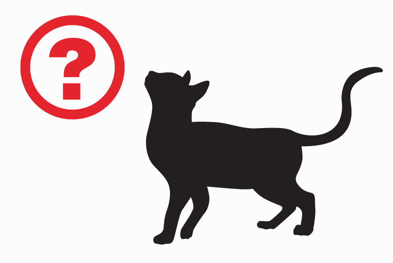 Fundmeldung Katze Weiblich , 2 Jahre Saint-Bonnet-des-Quarts Frankreich