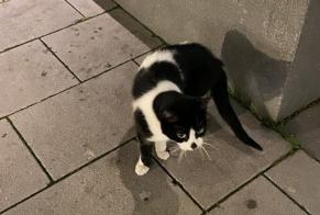 Avviso scomparsa Gatto  Femmina , 3 anni Namur Belgio