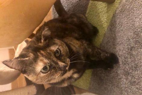Avviso scomparsa Gatto  Femmina , 3 anni Neuchâtel Svizzera