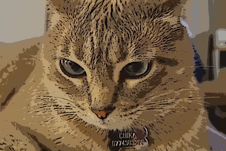 Avviso scomparsa Gatto Femmina , 5 anni Saint-Prex Svizzera
