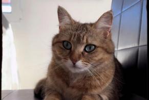 Avviso scomparsa Gatto Femmina , 2 anni Grandcour Svizzera