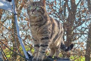 Avviso scomparsa Gatto Femmina , 2 anni Chaumont-Gistoux Belgio