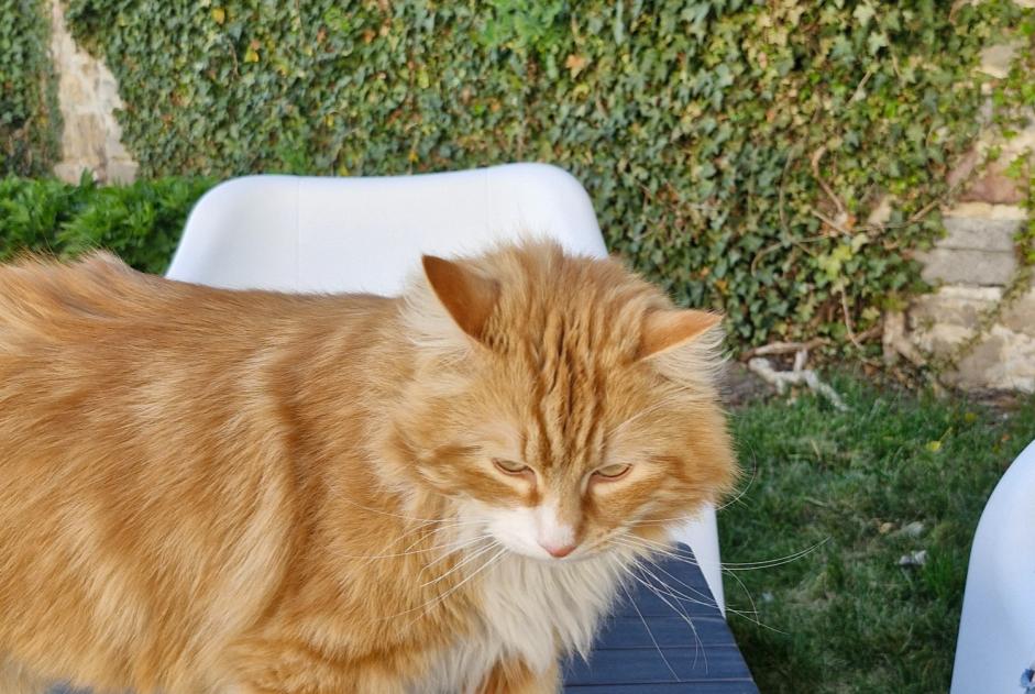 Avviso scomparsa Gatto incrocio di razze Maschio , 4 anni Binche Belgio