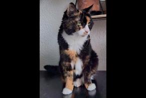 Avviso scomparsa Gatto Femmina , 10 anni Neuchâtel Svizzera