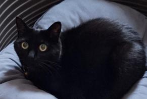 Avviso scomparsa Gatto Femmina , 14 anni Tervuren Belgio