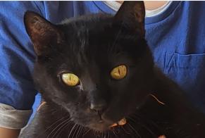 Avviso scomparsa Gatto Maschio , 12 anni Lutry Svizzera