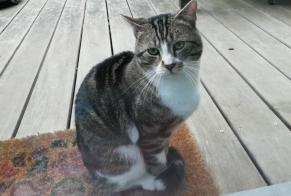 Avviso Ritrovamento Gatto Maschio Namur Belgio