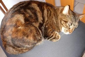 Avviso scomparsa Gatto  Femmina , 2 anni Vétroz Svizzera