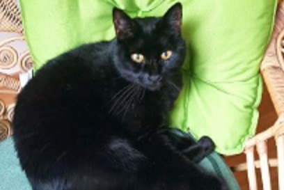 Avviso scomparsa Gatto  Maschio , 15 anni Riedtwil Svizzera
