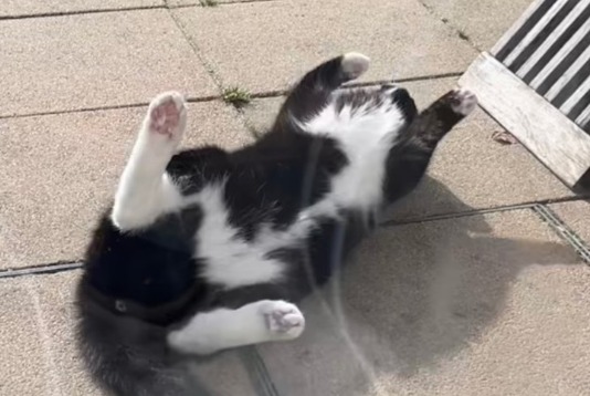 Avviso scomparsa Gatto Maschio , 14 anni Zemst Belgio