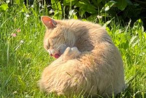 Avviso Ritrovamento Gatto  Non conosciuta La Tour-de-Peilz Svizzera