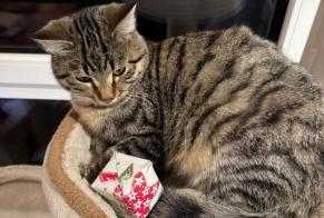 Avviso scomparsa Gatto incrocio di razze Maschio , 1 anni Bercher Svizzera