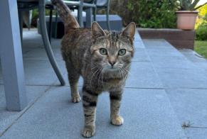 Avviso Ritrovamento Gatto Non conosciuta Grez-Doiceau Belgio