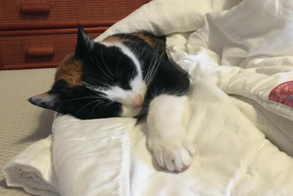 Avviso scomparsa Gatto Femmina , 12 anni Morges Svizzera