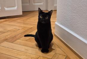 Avviso scomparsa Gatto  Maschio , 1 anni Genève Svizzera