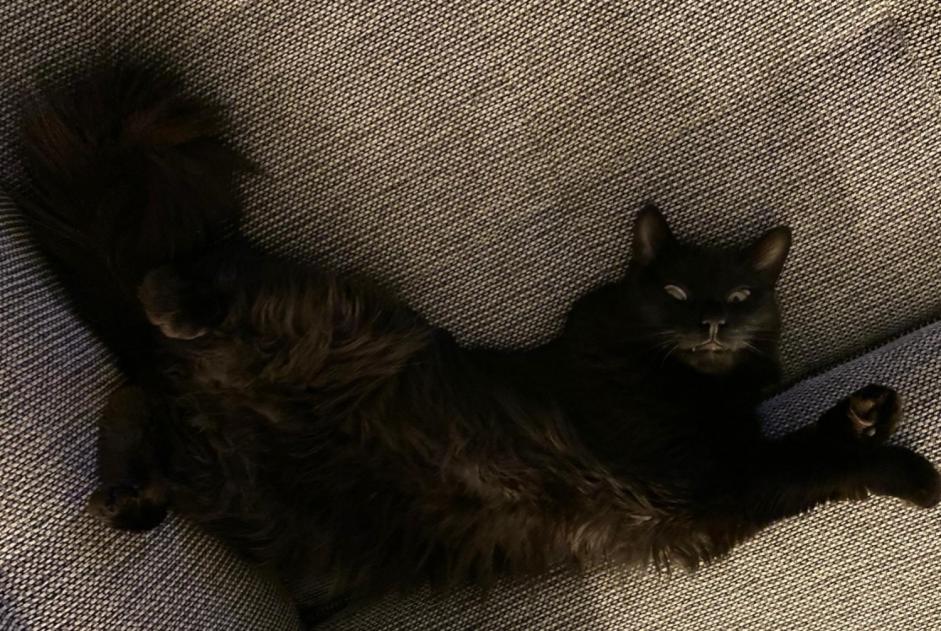 Avviso scomparsa Gatto Maschio , 7 anni Cortaillod Svizzera