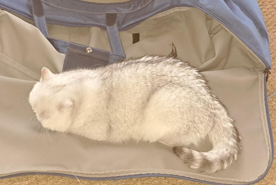 Avviso scomparsa Gatto  Femmina , 2 anni Courtepin Svizzera