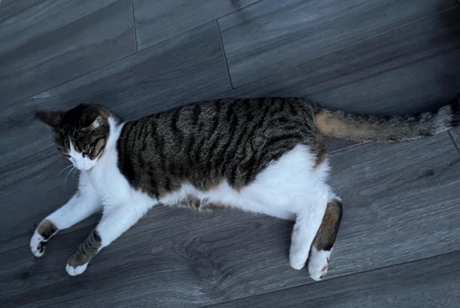 Avviso scomparsa Gatto  Maschio , 1 anni Echandens Svizzera