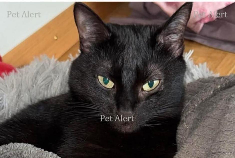 Avviso scomparsa Gatto Femmina , 10 anni Wünnewil-Flamatt Svizzera