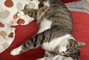 Avviso scomparsa Gatto Maschio , 4 anni Genappe Belgio