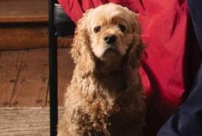 Avviso scomparsa Cane  Maschio , 5 anni Ciney Belgio