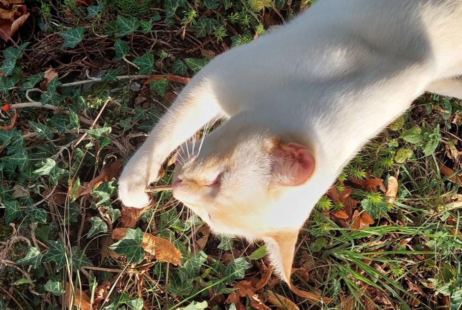Avviso scomparsa Gatto incrocio di razze Maschio , 3 anni Puidoux Svizzera