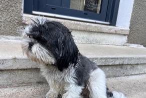 Fundmeldung Hond Onbekannt Essertines-en-Châtelneuf France